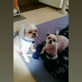 うとうと・・・☆の画像