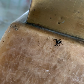 日本語は通じないよねの画像