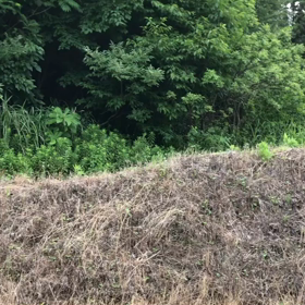 2020年7月2日（木曜日）今朝のおわらサーキットの画像