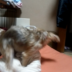 ホリホリ動画。の画像