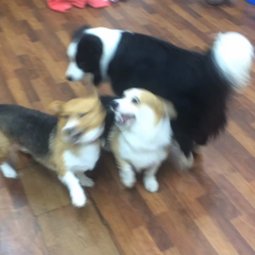 お遊び  コーギーの画像