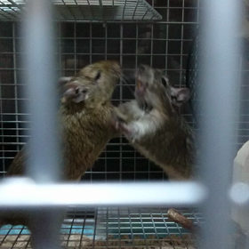 皆で仲良くねー！の画像