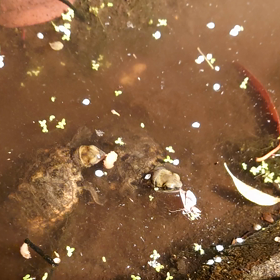 デザート？の画像