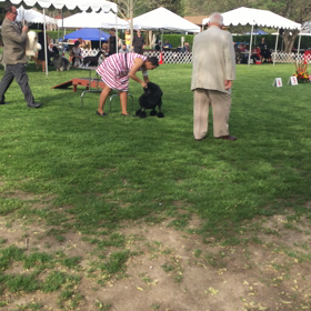 ▶︎AKCドッグショー1の画像