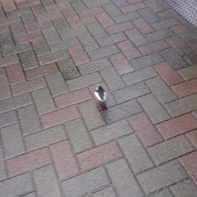 飛ばないの画像