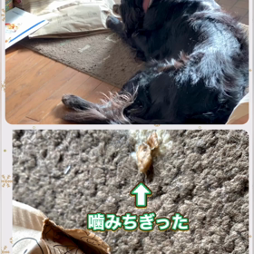 対照的なフラットコーテッドレトリーバーの画像