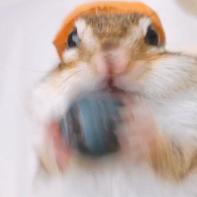 ごきげんちょこたん♪の画像