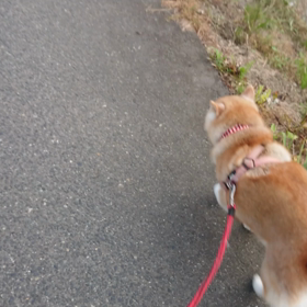 歩き方が可愛くないの画像