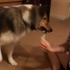 ノリノリサニーとか夜散歩とかの画像