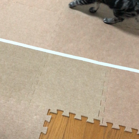 手招きで来る猫の画像