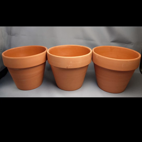 多肉もお正月❣️の画像