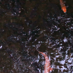 赤いの増えたな・鯉／動画の画像