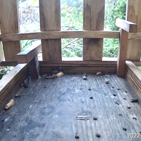 すぎぴたんの事件簿シーズン3　78話（ピーナッツはお嫌いヤマガラ）の画像