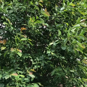 夏日の微風の画像