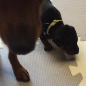 歩いたよ〜（≧∇≦）の画像