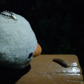 ピーコと私　ﾌﾟﾘﾌﾟﾘ263の画像