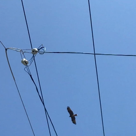 鳶の飛来の画像