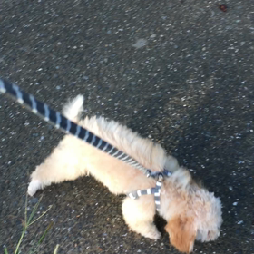 もあさんぽの画像