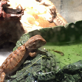 3/18産まれ フトアゴヒゲトカゲ ベビー 水浴びの画像