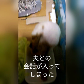 今日はオリーブの日、ちゃきちいつも同じビデオの画像