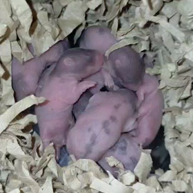 ももちゃんと子ハムの画像