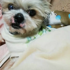 うたた寝♪の画像