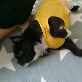 動かない 萌の画像