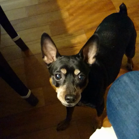 おねだりの画像