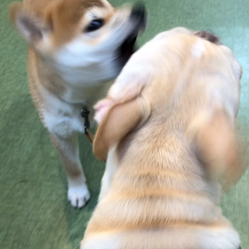 短頭種は嫌われやすい 犬目線向上委員会ブログbyドッグハウス 悠