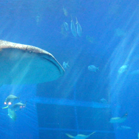 美ら海水族館。の画像
