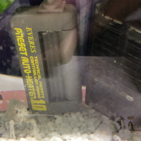 いってくるねの画像