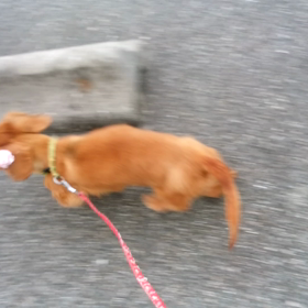 はなちゃんの画像