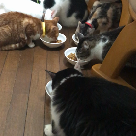 ご飯だよー！の画像