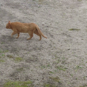 出し忘れのノラちゃん動画の画像