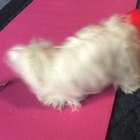 いつも返事してると信頼してもらえるワンの画像