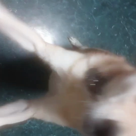 ”天国へ旅立った《明日真ありがとう》☆☆☆☆☆”の画像