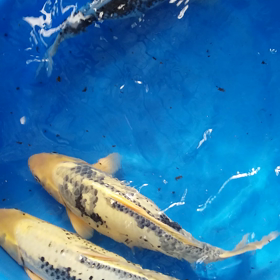 おもんりゅうの画像