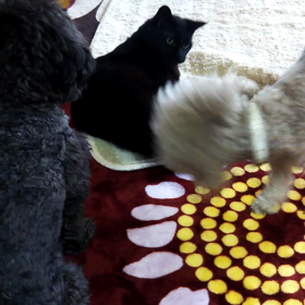 猫VSアリス親子の画像