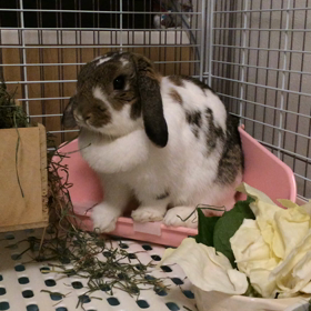 姫の術後3日目の画像