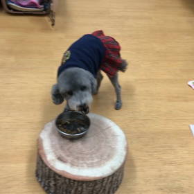 お宅の子達はどう？の画像