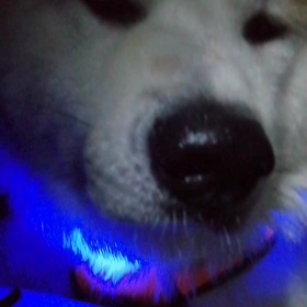 昨日はシャンプーして良い匂いの未来丸‼️散歩は相変わらずイヤイヤ！飼い主それにイヤイヤ‼️の画像