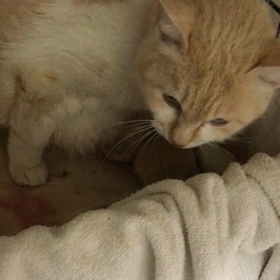 つくし頑張ったよ❤️の画像