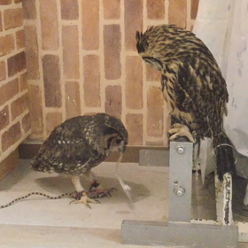 親切を無にするエレンちゃんの画像