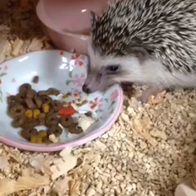 noaちゃんの動画の画像