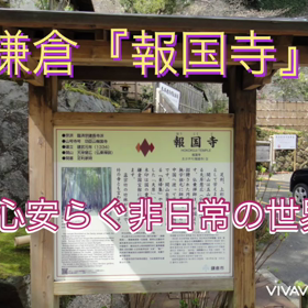 鎌倉にある竹の庭で心安らぐのはいかが？の画像