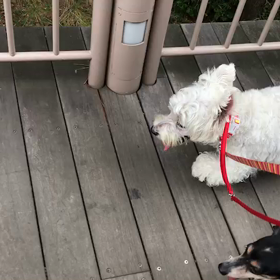 ♪お散歩動画♪お台場海浜公園♪の画像