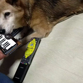 柴犬 桃花がピアノを弾いてみたらの画像