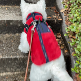 神社の階段の画像