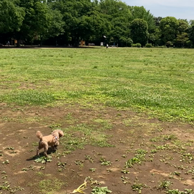 どんどん歩くコロン♪の画像