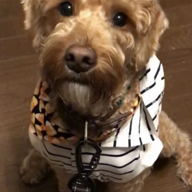 ホーリーが喋った！の画像